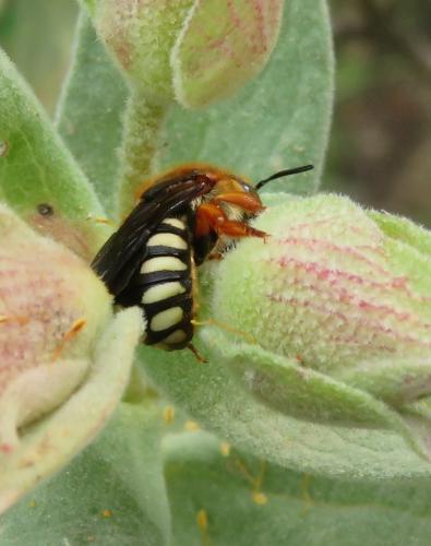 Rhodanthidium septemdentatum